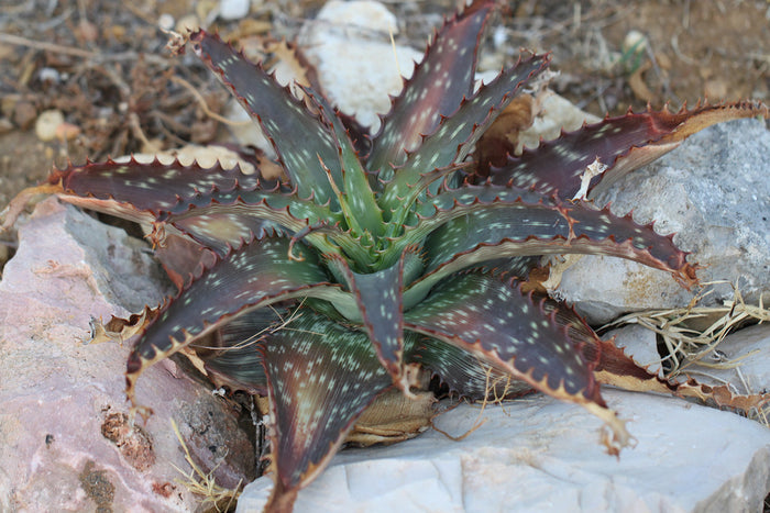 Striped Aloe  100 Seeds  Aloe branddraaiensis