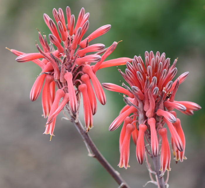 Striped Aloe  100 Seeds  Aloe branddraaiensis