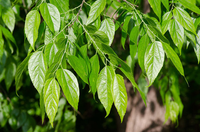 Sugarberry   20 Seeds   Hackberry   Celtis laevigata