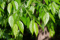 Sugarberry   20 Seeds   Hackberry   Celtis laevigata