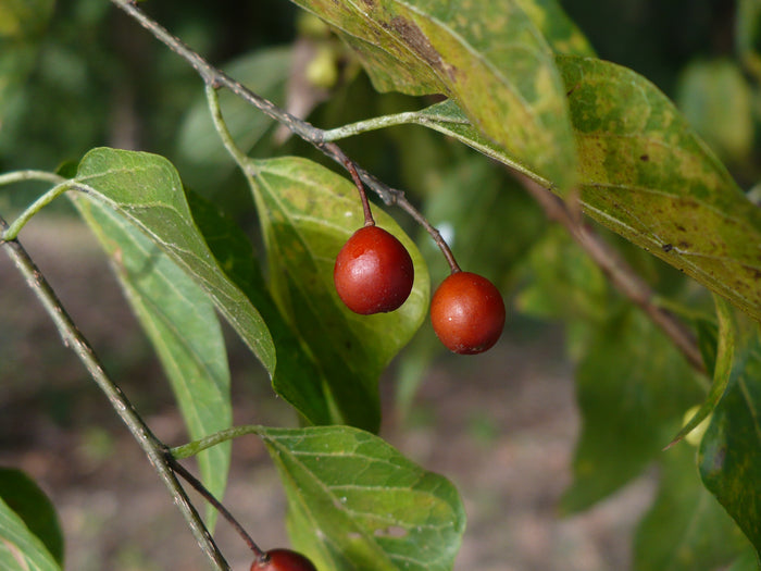 Sugarberry   20 Seeds   Hackberry   Celtis laevigata