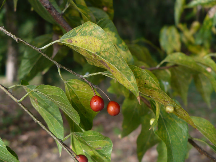 Sugarberry   20 Seeds   Hackberry   Celtis laevigata