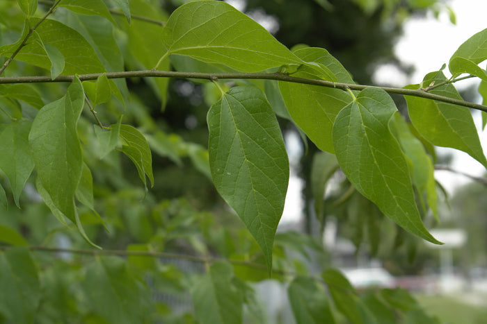 Sugarberry   20 Seeds   Hackberry   Celtis laevigata