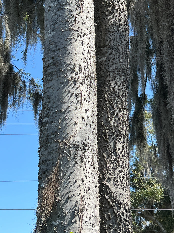 Sugarberry   20 Seeds   Hackberry   Celtis laevigata