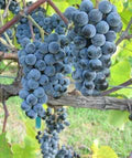 Summer Grape   20 Seeds   Vitis aestivalis