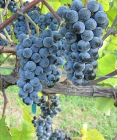 Summer Grape   20 Seeds   Vitis aestivalis