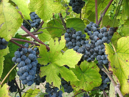Summer Grape   20 Seeds   Vitis aestivalis