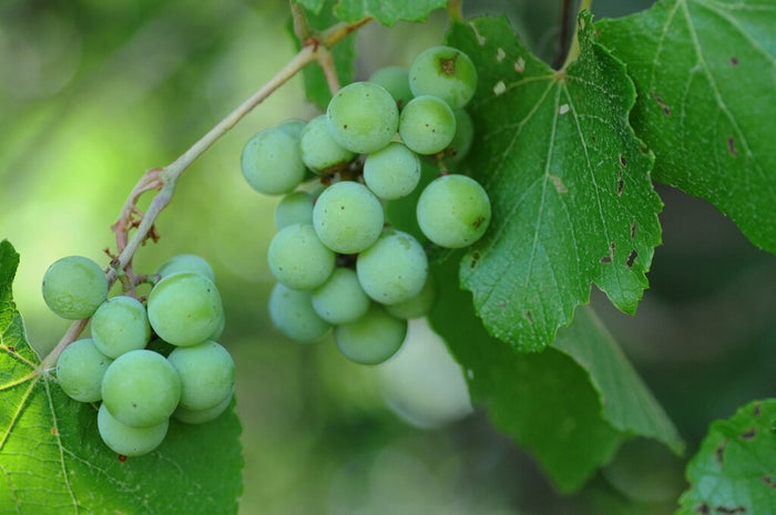 Summer Grape   20 Seeds   Vitis aestivalis