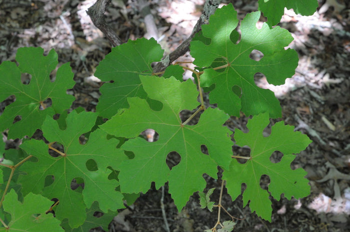 Summer Grape   20 Seeds   Vitis aestivalis