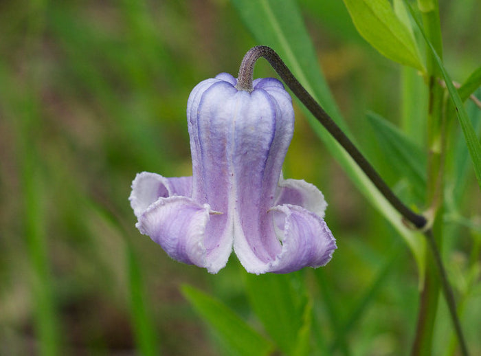 Swamp Leather Flower  5 Seeds  Clematis crispa