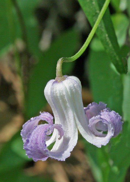 Swamp Leather Flower  5 Seeds  Clematis crispa