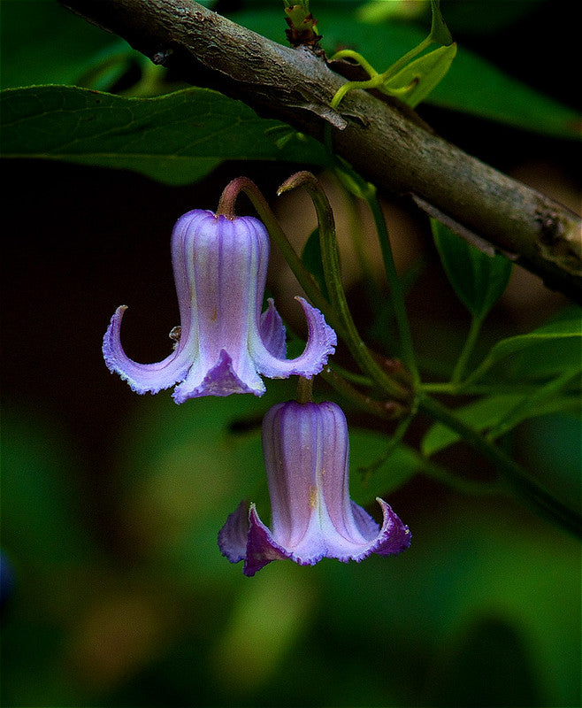 Swamp Leather Flower  5 Seeds  Clematis crispa