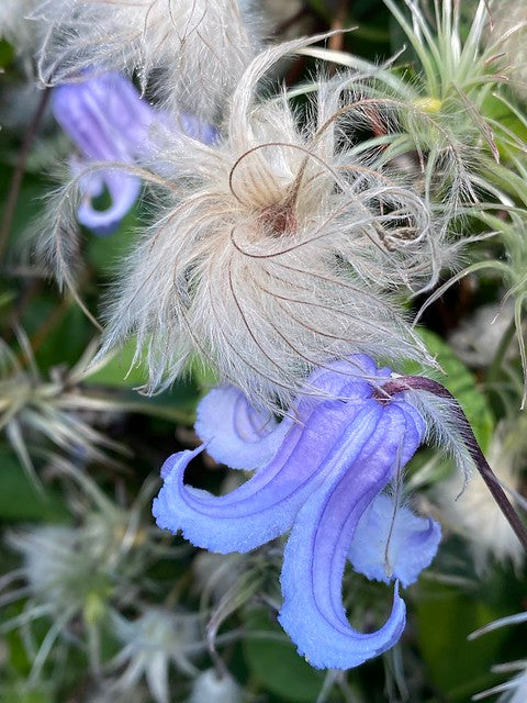 Swamp Leather Flower  5 Seeds  Clematis crispa