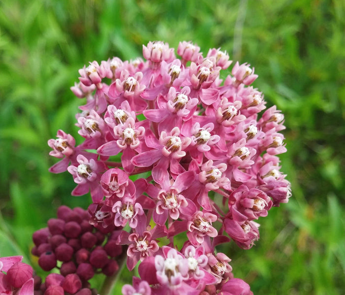 Swamp Milkweed Asclepias incarnata 100 Seeds