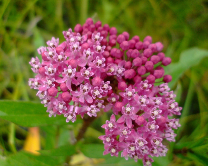 Swamp Milkweed Asclepias incarnata 100 Seeds