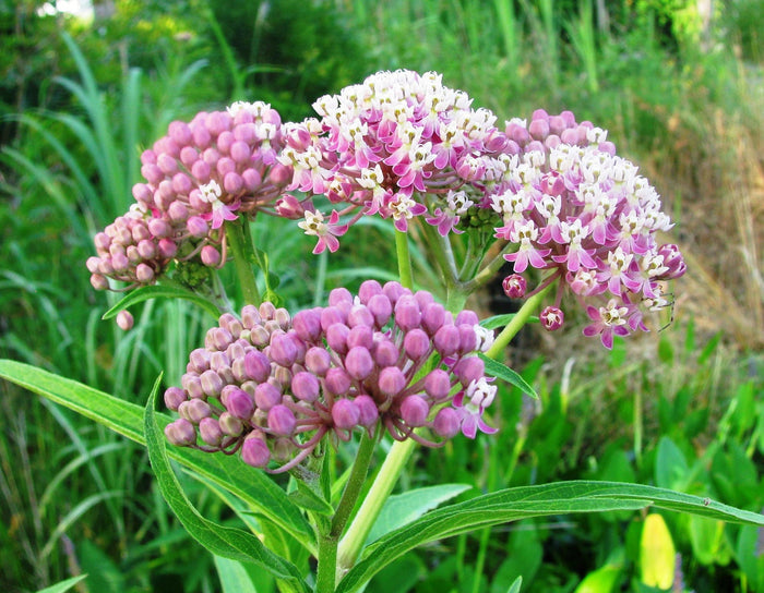 Swamp Milkweed Asclepias incarnata 100 Seeds