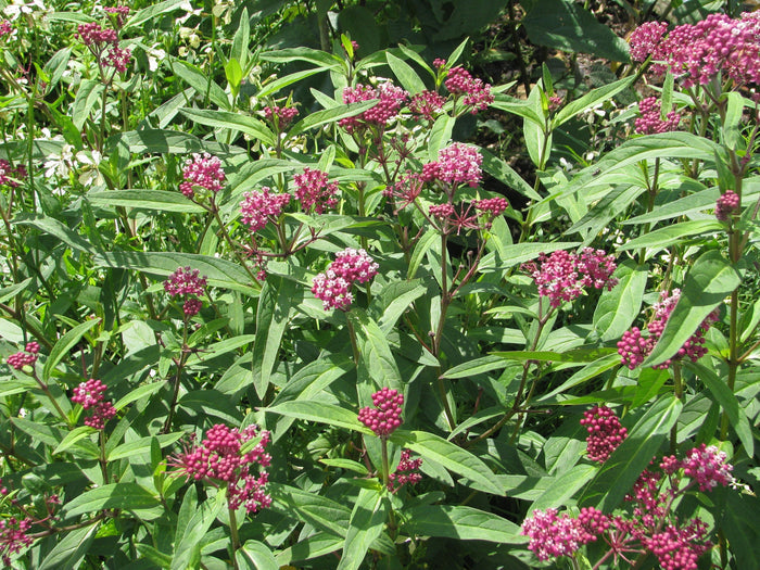 Swamp Milkweed Asclepias incarnata 100 Seeds