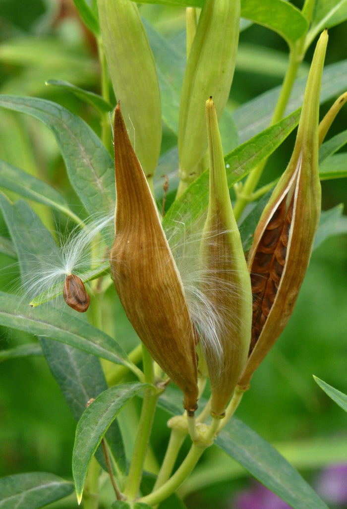 Swamp Milkweed Asclepias incarnata 100 Seeds