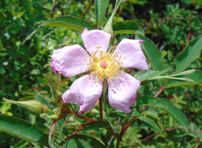 Swamp Rose   100 Seeds   Rosa palustris