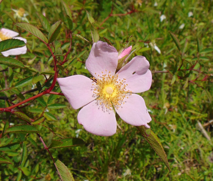 Swamp Rose   100 Seeds   Rosa palustris
