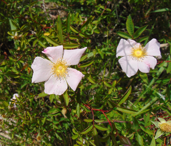 Swamp Rose   100 Seeds   Rosa palustris