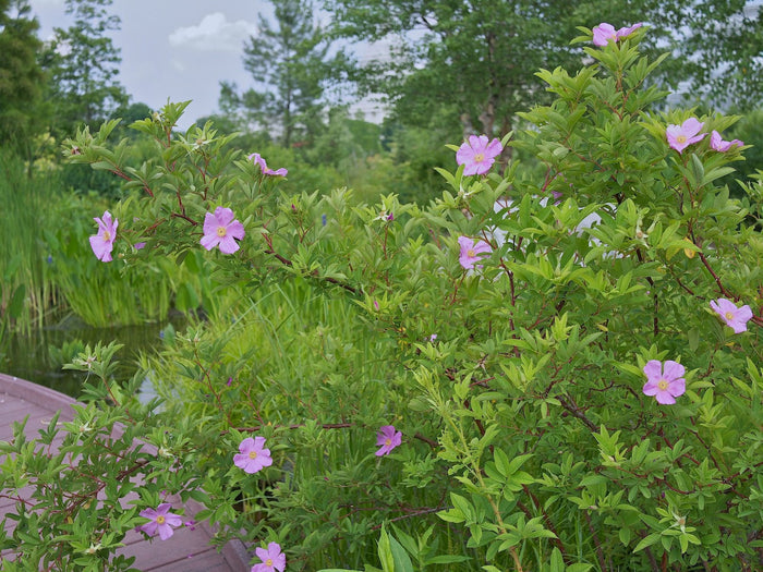 Swamp Rose   100 Seeds   Rosa palustris