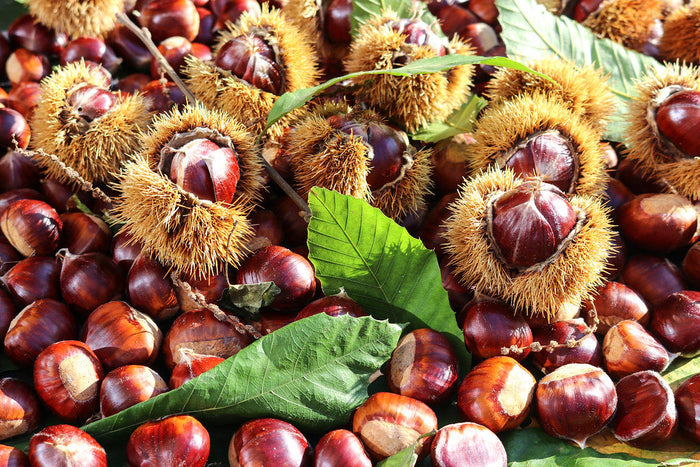 Sweet Chestnut Castanea sativa 5 Seeds