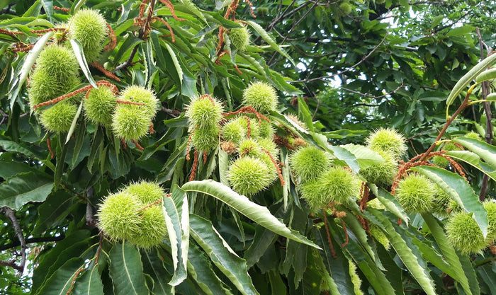 Sweet Chestnut Castanea sativa 5 Seeds