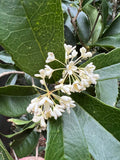 Sweet Osmanthus 10 Seeds Osmanthus fragrans