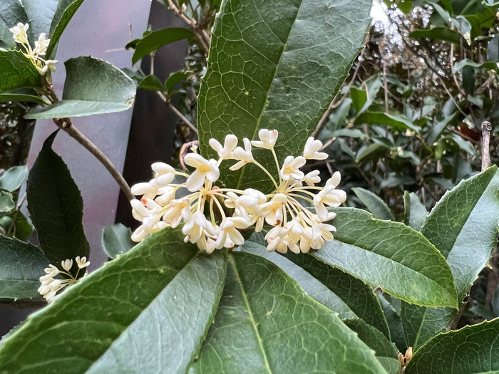 Sweet Osmanthus 10 Seeds Osmanthus fragrans