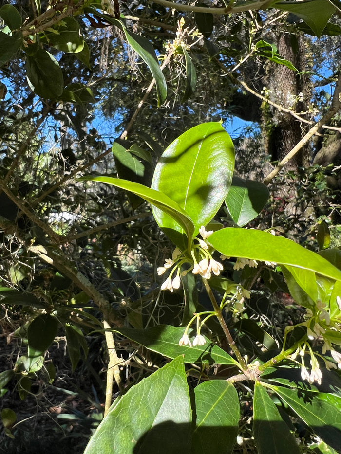 Sweet Osmanthus 10 Seeds Osmanthus fragrans