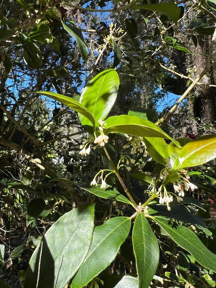 Sweet Osmanthus 10 Seeds Osmanthus fragrans
