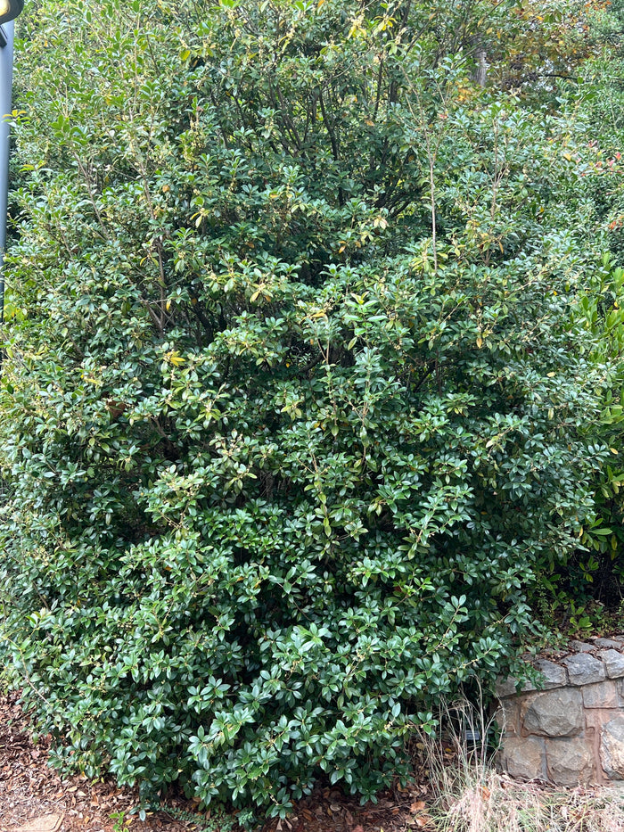 Sweet Osmanthus 10 Seeds Osmanthus fragrans