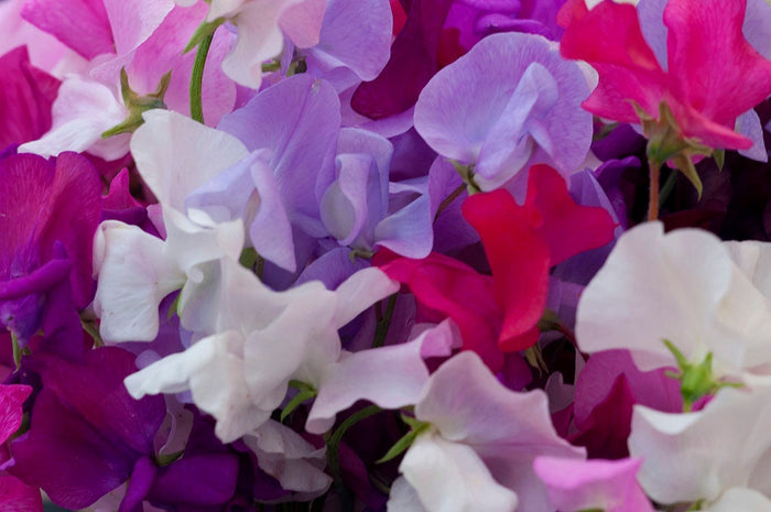 Sweet Pea Mix  20 Seeds  Lathyrus odoratus