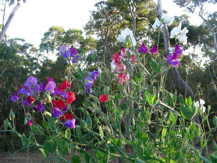 Sweet Pea Mix  20 Seeds  Lathyrus odoratus
