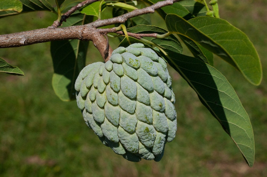 Sweetsop Sugar Apple Annona squamosa 10 Seeds