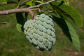 Sweetsop Sugar Apple Annona squamosa 10 Seeds
