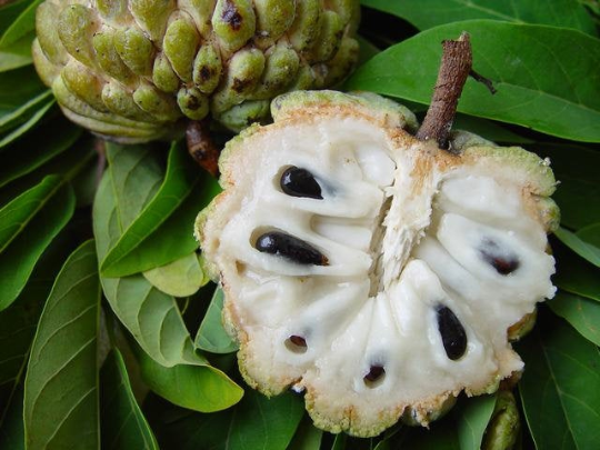 Sweetsop Sugar Apple Annona squamosa 10 Seeds