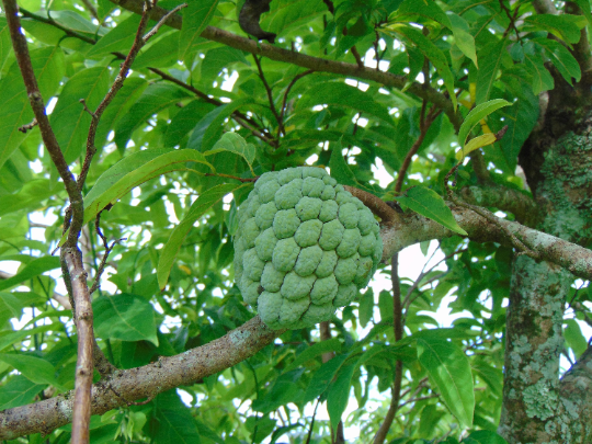 Sweetsop Sugar Apple Annona squamosa 10 Seeds
