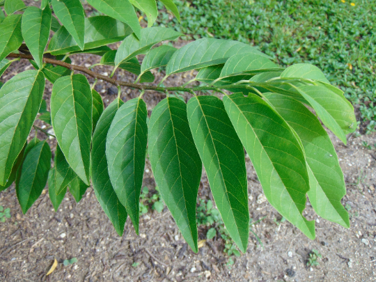 Sweetsop Sugar Apple Annona squamosa 10 Seeds