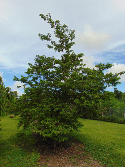 Sweetsop Sugar Apple Annona squamosa 10 Seeds