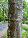 Sycamore  100 Seeds  Platanus acerifolia