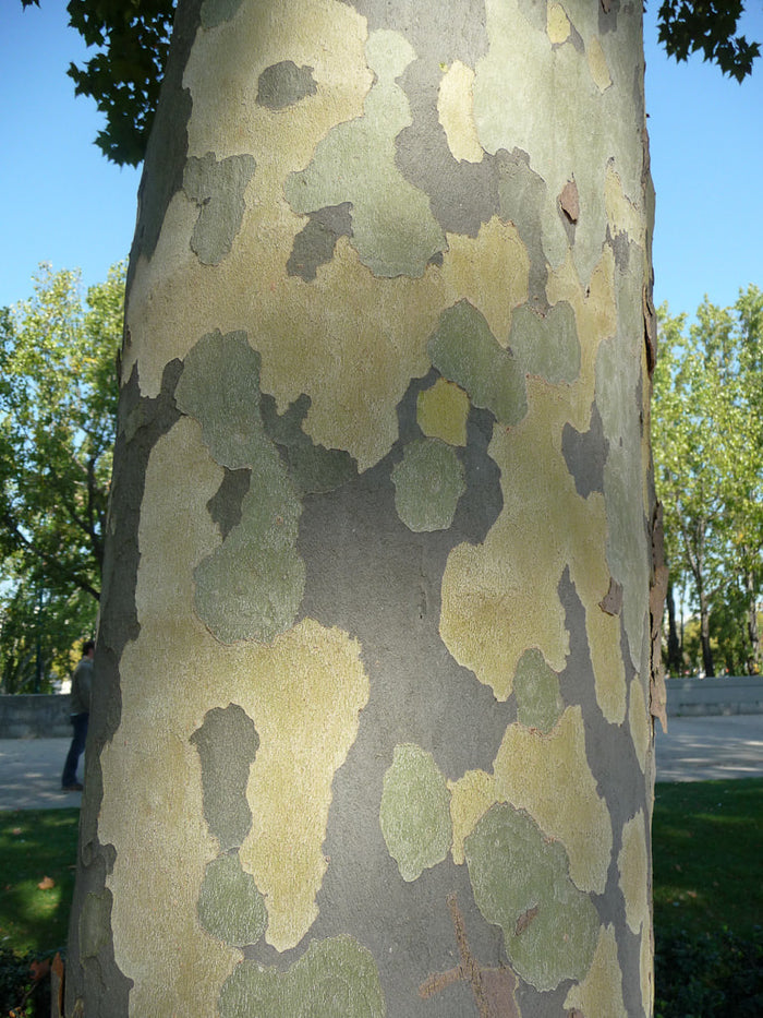 Sycamore  100 Seeds  Platanus acerifolia