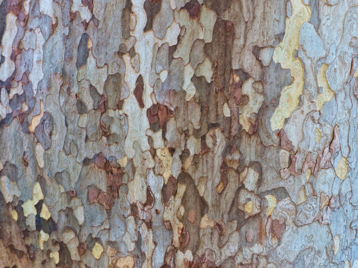 Sycamore  100 Seeds  Platanus acerifolia