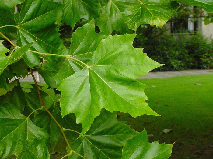 Sycamore  100 Seeds  Platanus acerifolia