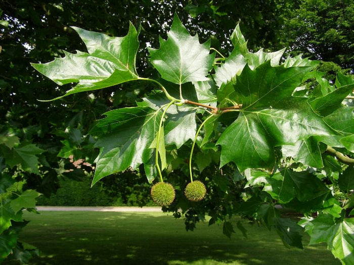 Sycamore  100 Seeds  Platanus acerifolia