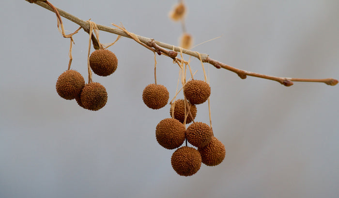 Sycamore  100 Seeds  Platanus acerifolia