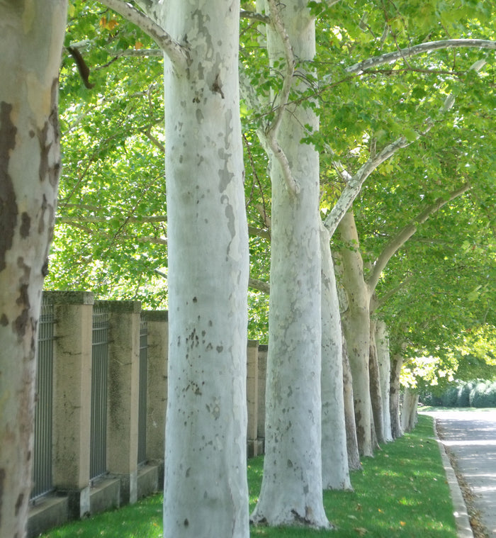 Sycamore  100 Seeds  Platanus acerifolia