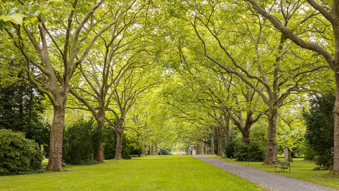 Sycamore  100 Seeds  Platanus acerifolia