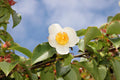 Tall Stewartia  5 Seeds  Stewartia monadelpha